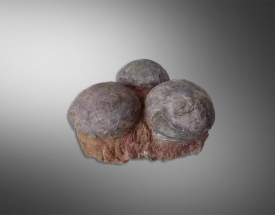 三個(gè)聯體生物化石
